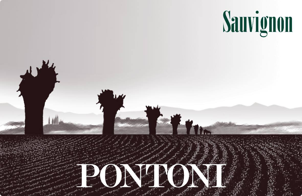 Sauvignon 2007