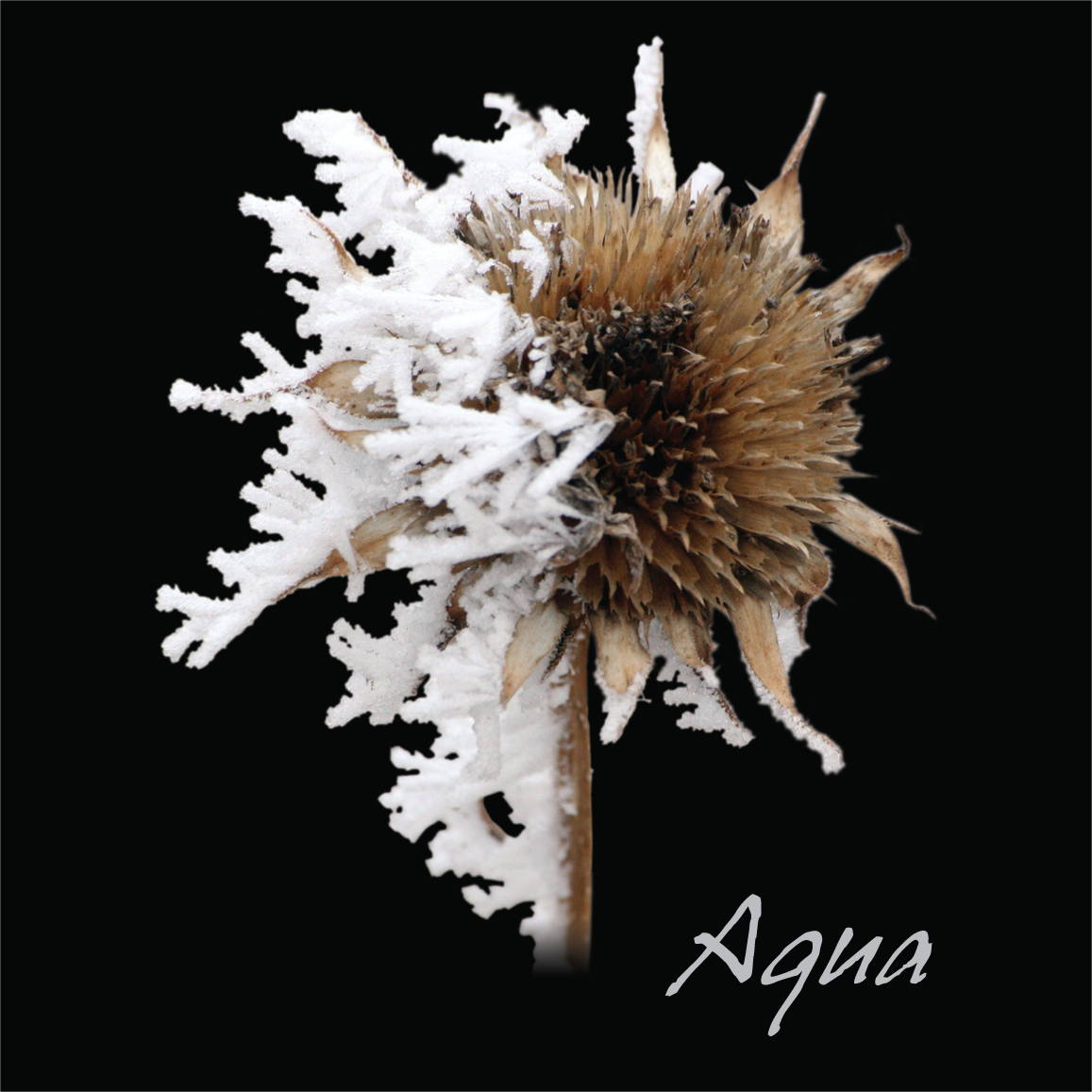 Aqua 2009